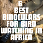 Best Binoculars for Bird Watching in Africa