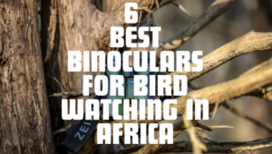 Best Binoculars for Bird Watching in Africa