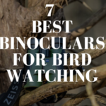 Binoculars for Bird Watching