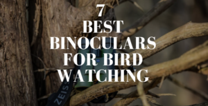 Binoculars for Bird Watching